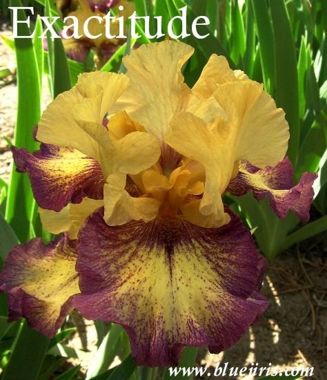 Photo of Tall Bearded Iris (Iris 'Exactitude') uploaded by Calif_Sue