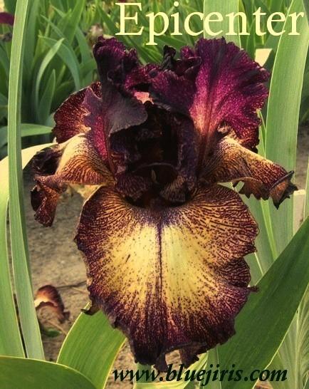 Photo of Tall Bearded Iris (Iris 'Epicenter') uploaded by Calif_Sue