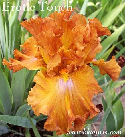 Photo of Tall Bearded Iris (Iris 'Erotic Touch') uploaded by Calif_Sue
