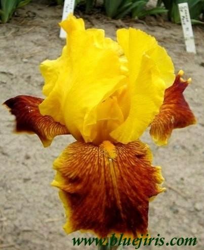 Photo of Tall Bearded Iris (Iris 'Fanfaron') uploaded by Calif_Sue