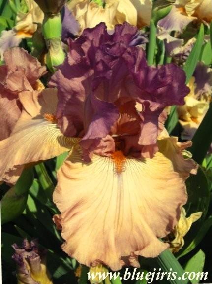 Photo of Tall Bearded Iris (Iris 'Finishing School') uploaded by Calif_Sue