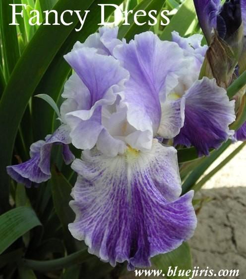 Photo of Tall Bearded Iris (Iris 'Fancy Dress') uploaded by Calif_Sue