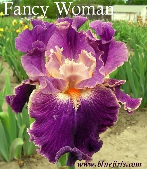 Photo of Tall Bearded Iris (Iris 'Fancy Woman') uploaded by Calif_Sue