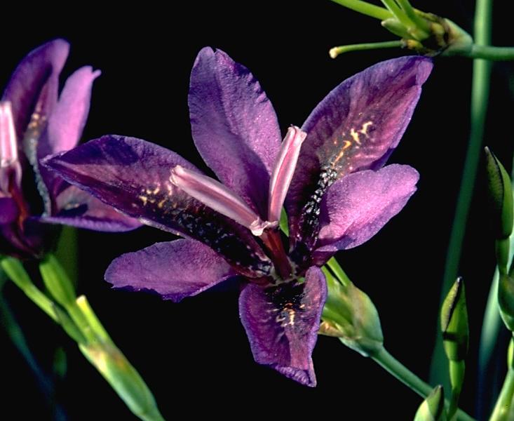 Photo of Species X Iris (Iris x norrisii 'Heart of Darkness') uploaded by eclayne