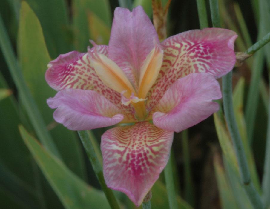 Photo of Species X Iris (Iris x norrisii 'Summer Candy') uploaded by eclayne