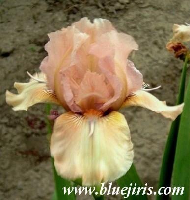 Photo of Intermediate Bearded Iris (Iris 'Flying Solo') uploaded by Calif_Sue