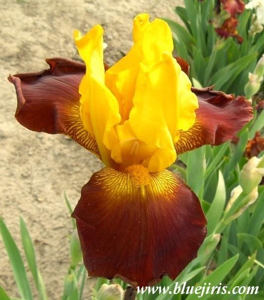 Photo of Tall Bearded Iris (Iris 'Flash Fire') uploaded by Calif_Sue