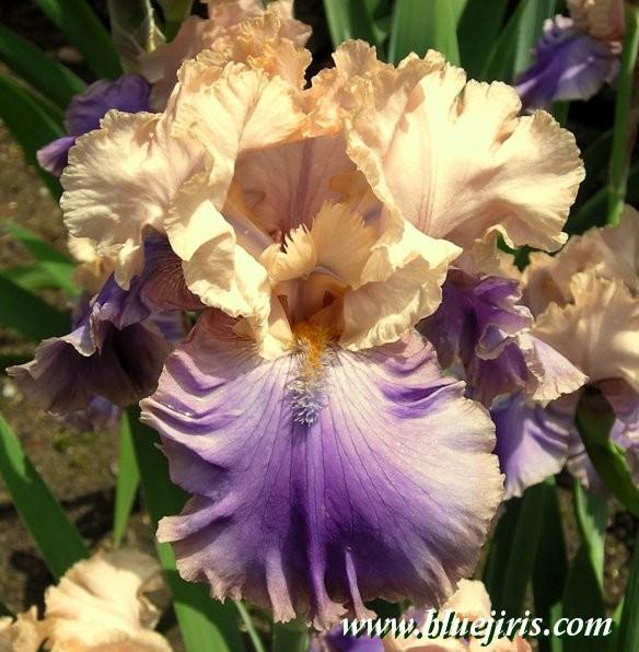 Photo of Tall Bearded Iris (Iris 'Florentine Silk') uploaded by Calif_Sue