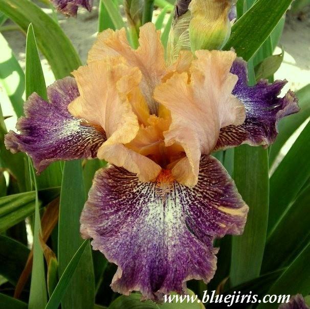 Photo of Intermediate Bearded Iris (Iris 'Flying Circus') uploaded by Calif_Sue