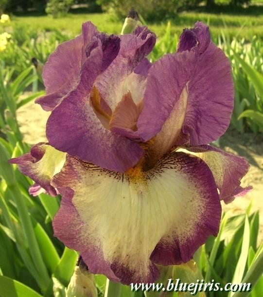 Photo of Tall Bearded Iris (Iris 'Footloose') uploaded by Calif_Sue