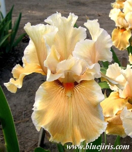 Photo of Tall Bearded Iris (Iris 'Fondation Van Gogh') uploaded by Calif_Sue