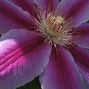 Clematis 'Nelly Moser' - close up of flower.