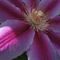 Location: Medina, TN
Date: 2011-04-24
Clematis 'Nelly Moser' - close up of flower.