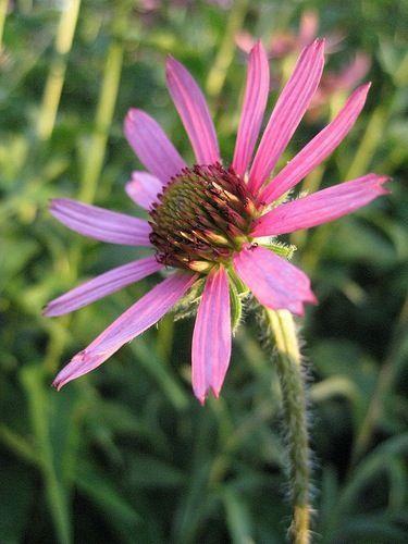 Photo of Tennessee Coneflower (Echinacea tennesseensis) uploaded by clintbrown
