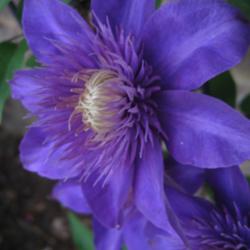 Location: Medina, TN
Date: 2011-04-24
Clematis 'Multi Blue' close up of bloom.