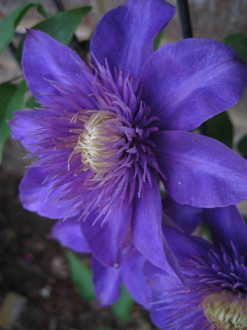 Photo of Clematis 'Multi Blue' uploaded by clintbrown