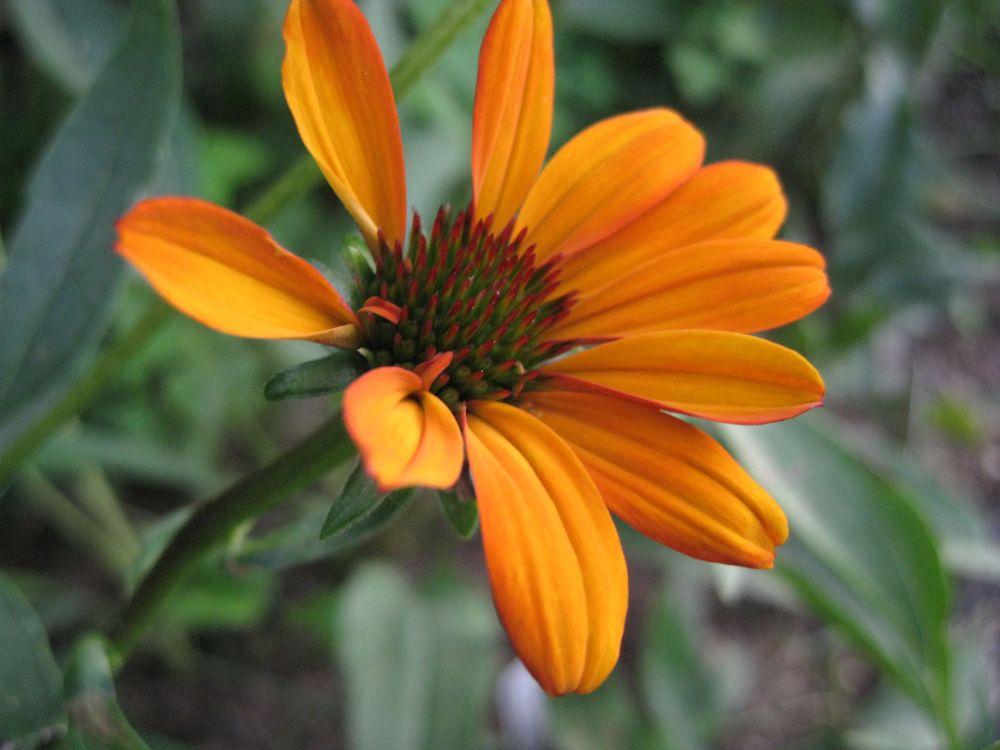 Photo of Coneflower (Echinacea 'Tiki Torch') uploaded by clintbrown
