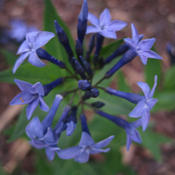 Amsonia 'Blue Ice' is an excellent garden plant. It blooms early,