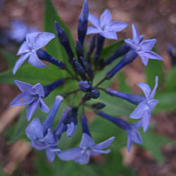 Location: Medina, TN
Date: 2013-02-23
Amsonia 'Blue Ice' is an excellent garden plant. It blooms early,