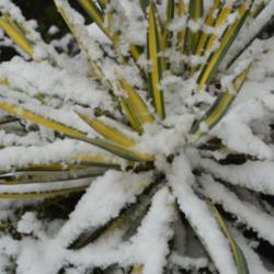 Location: Medina, TN
Date: 2012-12-26
Yucca 'Color Guard' adds year 'round interest.