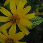 False Sunflower (Heliopsis helianthoides var. scabra 'Loraine Sun