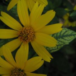 Location: Medina, TN
Date: 2011-08-12
False Sunflower (Heliopsis helianthoides var. scabra 'Loraine Sun
