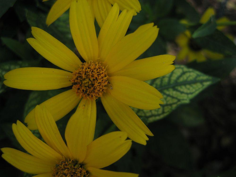 Photo of False Sunflower (Heliopsis helianthoides var. scabra Loraine Sunshine) uploaded by clintbrown