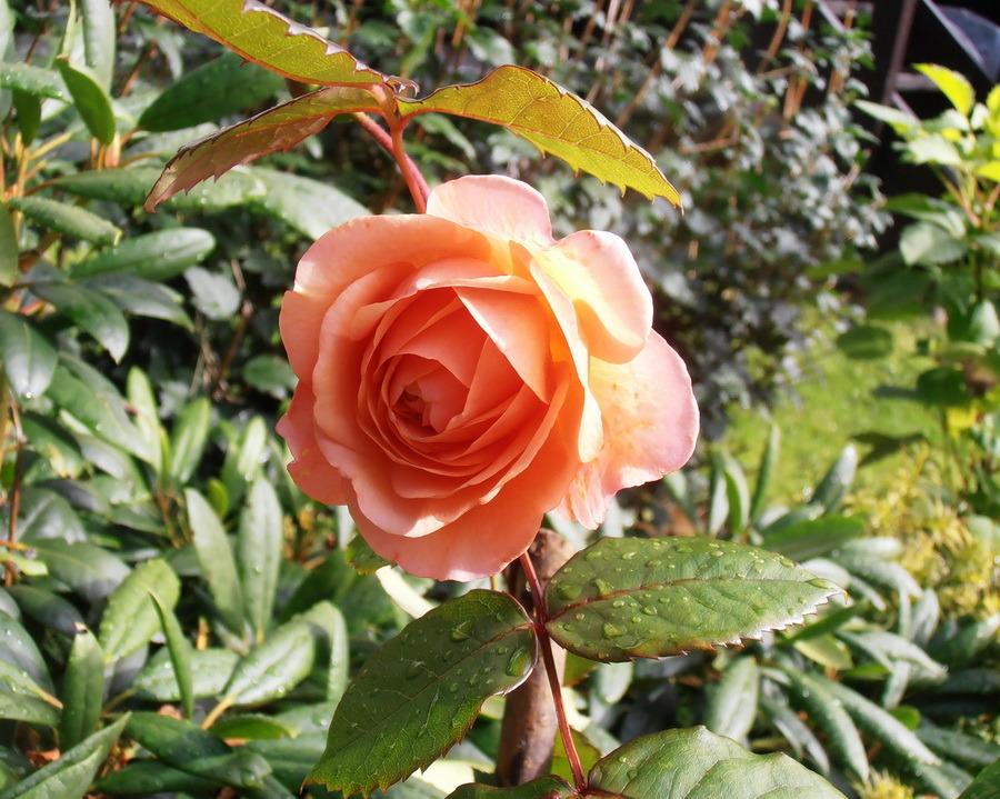 Photo of English Shrub Rose (Rosa 'Leander') uploaded by magga