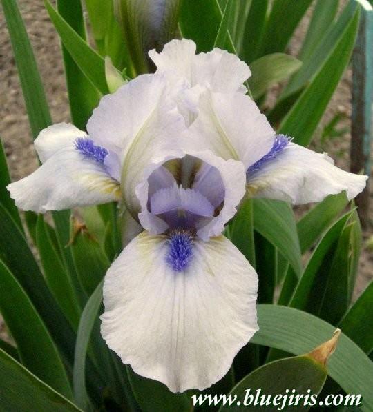 Photo of Standard Dwarf Bearded Iris (Iris 'Forever Blue') uploaded by Calif_Sue