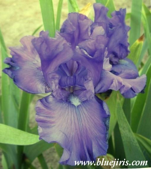 Photo of Tall Bearded Iris (Iris 'Formal Occasion') uploaded by Calif_Sue