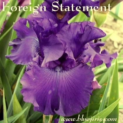 Photo of Tall Bearded Iris (Iris 'Foreign Statesman') uploaded by Calif_Sue
