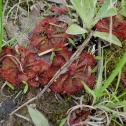 Location: Northeastern, Texas
Date: 2009-04-14
Drosera brevifolia is a carnivorous plant
