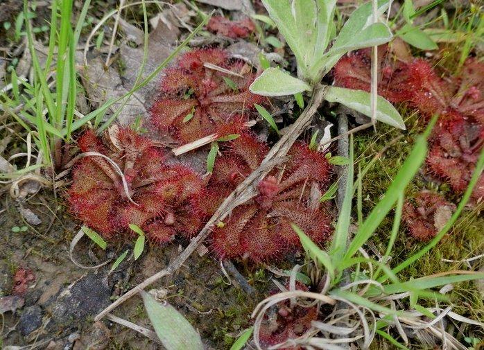 Photo of Dwarf Sundew (Drosera brevifolia) uploaded by wildflowers
