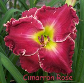 Photo of Daylily (Hemerocallis 'Cimarron Rose') uploaded by Calif_Sue
