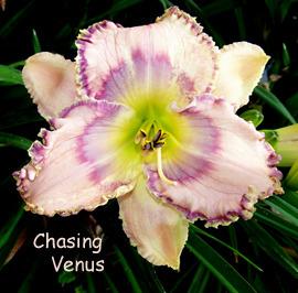 Photo of Daylily (Hemerocallis 'Chasing Venus') uploaded by Calif_Sue