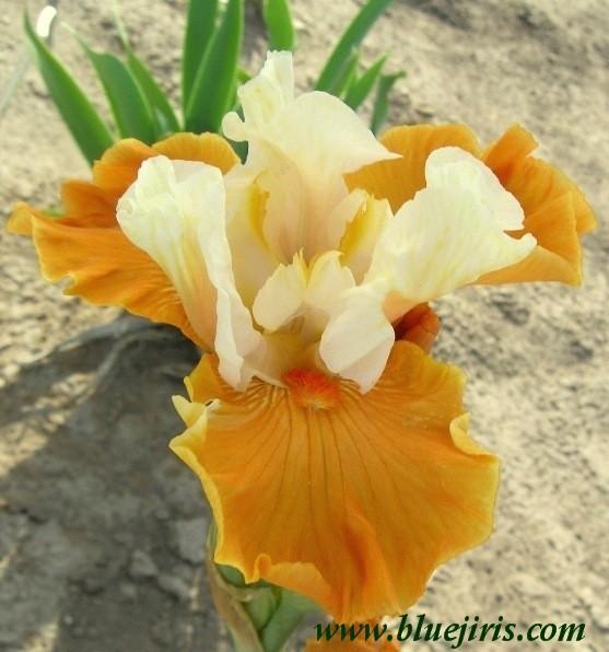 Photo of Tall Bearded Iris (Iris 'Frosted Pumpkin') uploaded by Calif_Sue