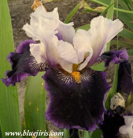 Photo of Tall Bearded Iris (Iris 'Gallant Theme') uploaded by Calif_Sue