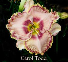 Photo of Daylily (Hemerocallis 'Carol Todd') uploaded by Calif_Sue