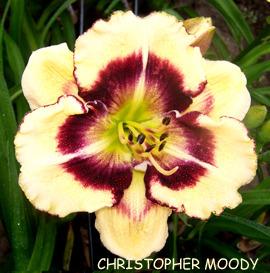 Photo of Daylily (Hemerocallis 'Christopher Moody') uploaded by Calif_Sue