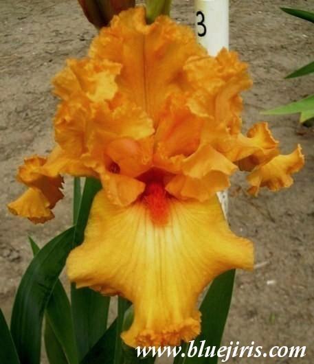 Photo of Tall Bearded Iris (Iris 'Fringe Benefits') uploaded by Calif_Sue