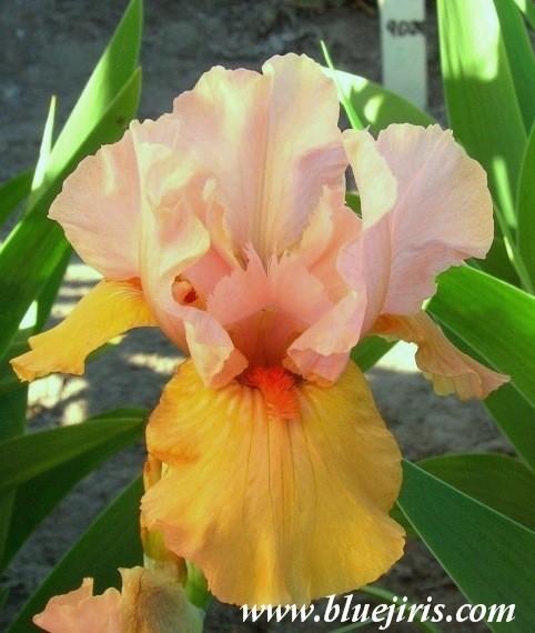 Photo of Intermediate Bearded Iris (Iris 'Furioso') uploaded by Calif_Sue
