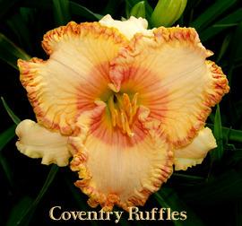 Photo of Daylily (Hemerocallis 'Coventry Ruffles') uploaded by Calif_Sue
