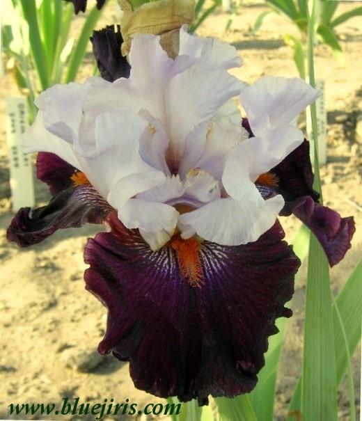 Photo of Tall Bearded Iris (Iris 'Full Figured') uploaded by Calif_Sue