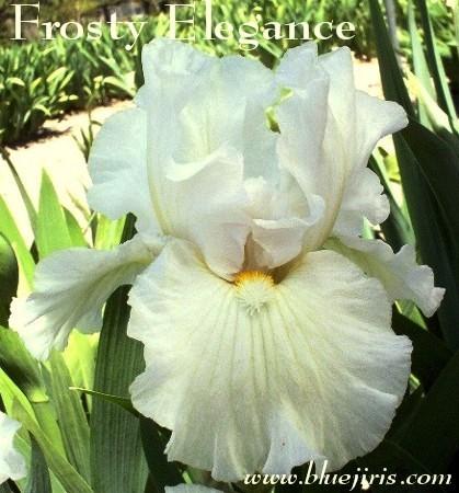 Photo of Intermediate Bearded Iris (Iris 'Frosty Elegance') uploaded by Calif_Sue