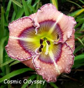 Photo of Daylily (Hemerocallis 'Cosmic Odyssey') uploaded by Calif_Sue