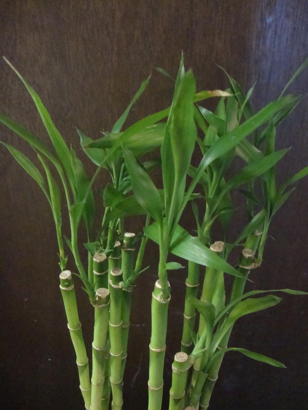 Photo of Lucky Bamboo (Dracaena sanderiana) uploaded by Paul2032