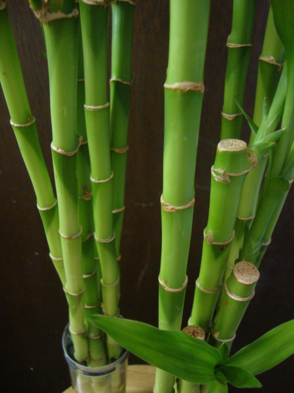 Photo of Lucky Bamboo (Dracaena sanderiana) uploaded by Paul2032