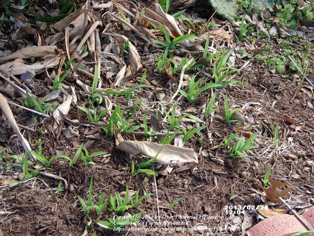 Photo of Daylily (Hemerocallis fulva 'Kwanso') uploaded by TexasPlumeria87