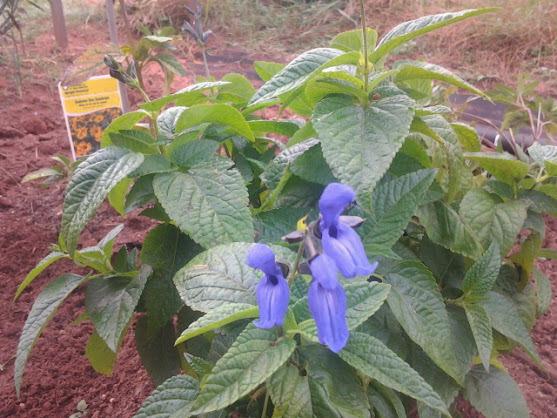 Photo of Anise-Scented Sage (Salvia coerulea 'Black and Blue') uploaded by abhege