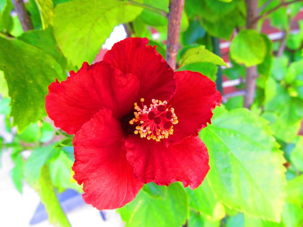 Photo of Hibiscus uploaded by jmorth